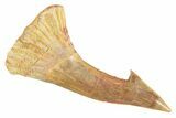Fossil Sawfish (Onchopristis) Rostral Barb - Morocco #356412-1